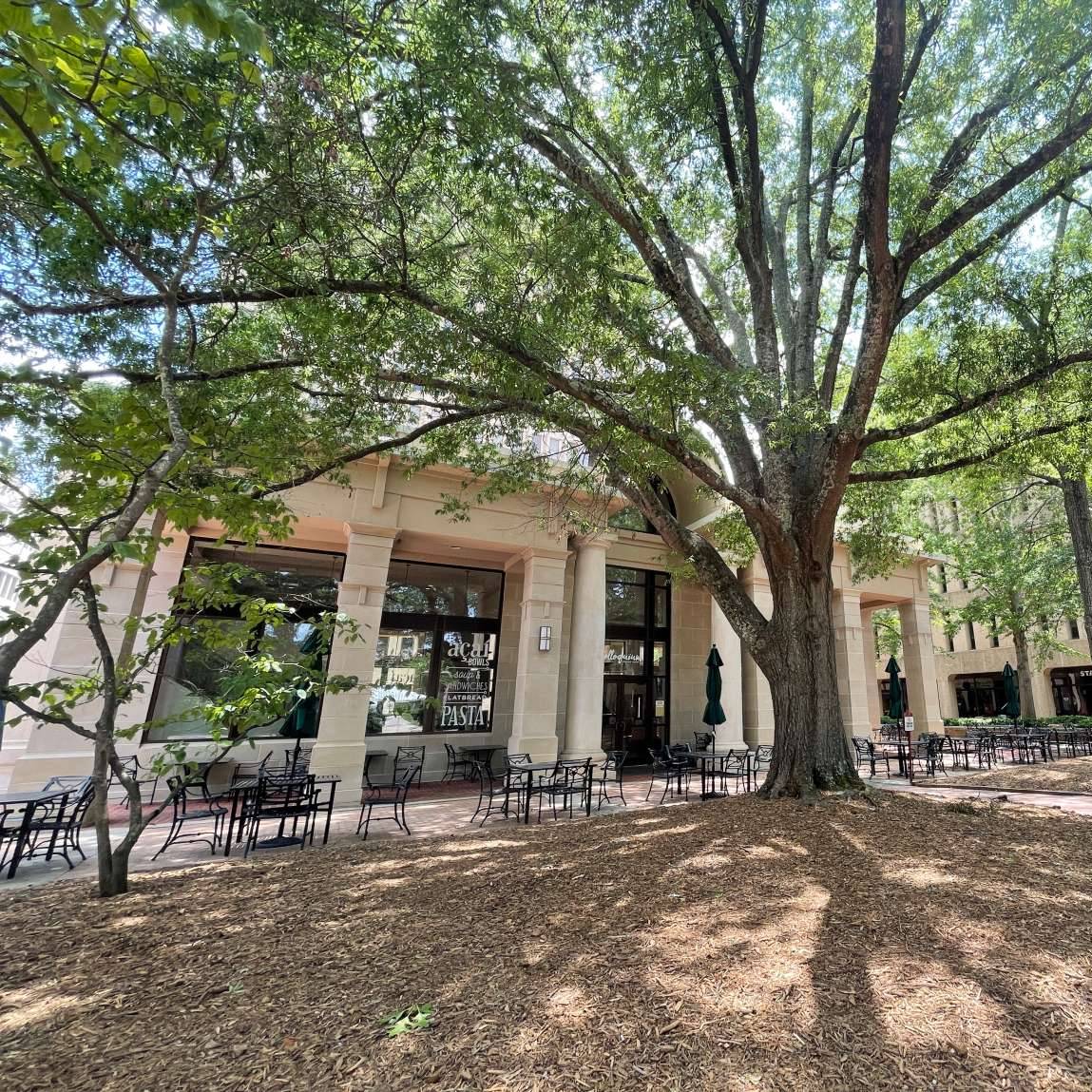 Outdoor café patio with black tables and chairs shaded by a large leafy tree beside a columned building.