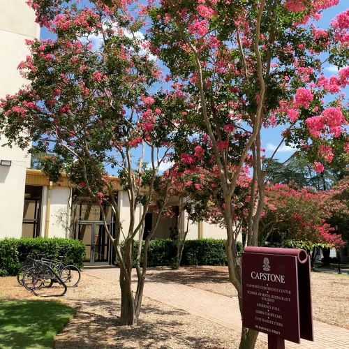 Capstone campus building surrounded by blooming pink crepe myrtle trees, with bicycles and a directory sign near the walkway.