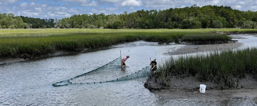 Researchers dragging a fishing net in a tidal creek in the salt marsh. 