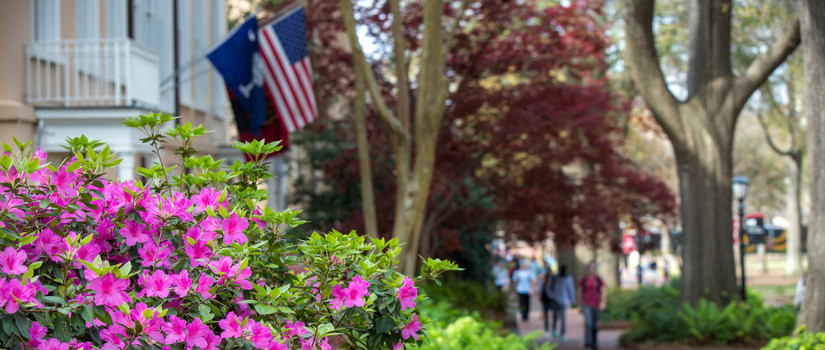 Pink azaleas blooming in front of the President's house on the historic Horseshoe