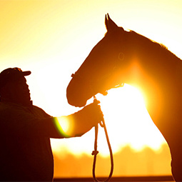 horse