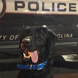 One of the two black labs that make up the new K9 unit at UofSC in front of a UofSC Police vehicle