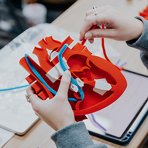A student works with a model of the heart.