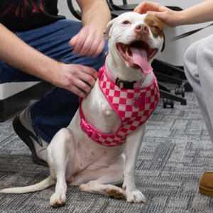 A dog missing its right front leg sits wearing a pink harness